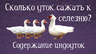 ОБЗОР СЕМЕЙ ИНДОУТОК РАЗНОГО РАЗМЕРА. Содержание индоуток. СКОЛЬКО САМОК САЖАТЬ К ОДНОМУ СЕЛЕЗНЮ?