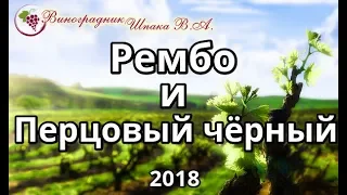 Рембо и Перцовый чёрный урожая 2018 года