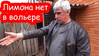 VLOG Лимон пропал. Алиса как свинка Пеппа