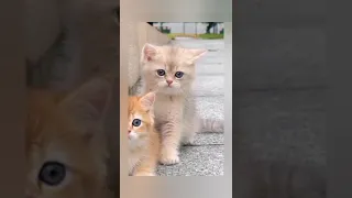 New Funny Animals 2023😍😄 Funniest Cats and Dogs 🐈 🐕#16