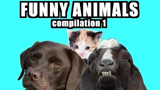 Funny Animals | Compilation 1 (2018)