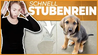 Stubenreinheit Welpe oder erwachsener Hund I 4 Tipps wenn der Hund in die Wohnung macht