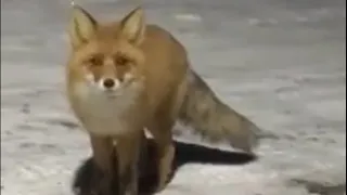 Лиса в городе. Fox in the city.