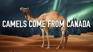 Canadiana Shorts: Camels Come From Canada