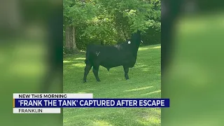 Frank the Tank captured after escape