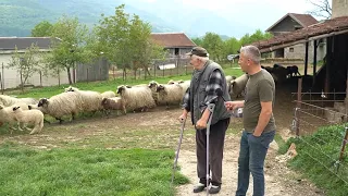 UMRO BIH AKO MI OVCE PRODAJU KO JE BABATA IZ CAREVOG POLJA KOD JAJCA