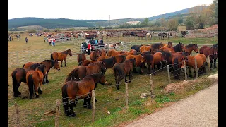 Más de mil cabezas de ganado equino y 300 de bovino, en la Feria de Campoo de Enmedio
