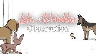 Observing Brutus and Pixie | Lola and Mr.Wrinkles Comic Dub