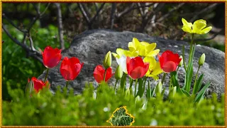 Vivaldi   The Four Seasons Spring I  Allegro 4K 영상