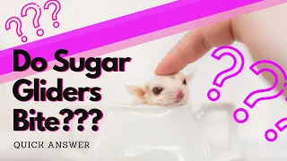 Do sugar gliders BITE? | Short & Sweet