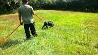 tracking Cane Corso schutzhund ipo (part 2)