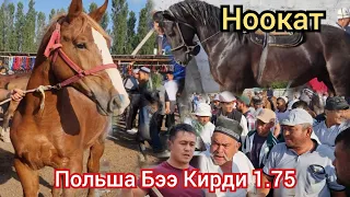 Ноокат ЖЫЛКЫ Базары Укмуш Кызыды Польша Бээлер