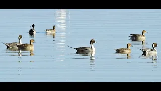 Ψαλίδα του Βορρά (Anas acuta) - Northern Pintail