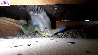 Never shown before!, Bird babies practice flying within a nest at Day-9 old