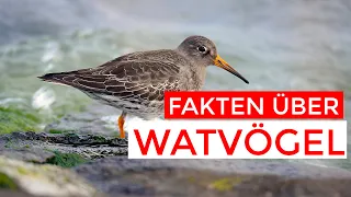 15 Fakten über Limikolen | Die Watvögel Europas