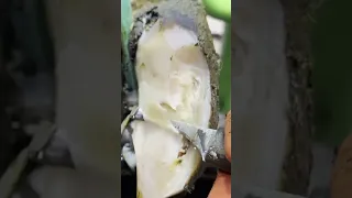 PEELING APART a COW's HOOF!   #hoof #hooftrimming #cow #cowfeet #wow #satisfying  #animals #horse