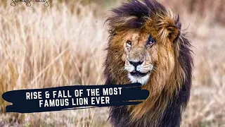 SCARFACE THE LION DOCUMENTARY - STORY OF THE MOST FAMOUS LION EVER & HIS BROTHERS - MUSKETEER MALES