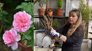 5 easy Tips to Potting Bare Root roses for Stunning Results!