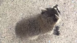 ANOTHER video of our little baby raccoon talking to me ...  :)