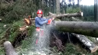 Cutting Tree Chainsaw Husqvarna 560 XP