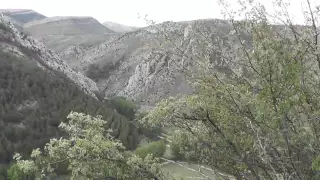 Wild Sage bushes in Aliaga