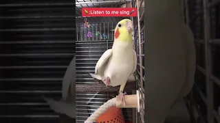 PARROT ALARM CLOCK