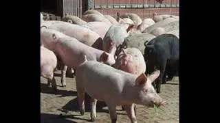 pigs (three different ones) Pink Floyd.wmv