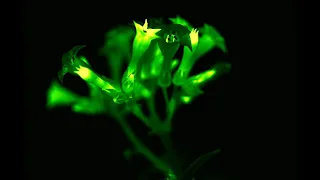 Scientists Create Glowing Plants that Shine Brighter than Ever Before