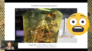 INVASIVE ASIAN Hornet in Georgia! Learn how to protect your bees!