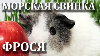 Морская свинка породы Рекс. Rex Guinea Pig. Видео про нашу морскую свинку Фросю