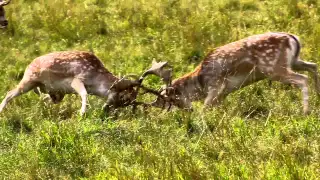 Fallow Deer in the Phoenix Park