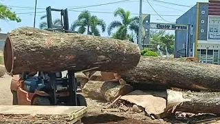 89 million ||  Giant Trembesi Wood from Mount Denali.  furniture material processing || woodworking