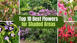 Top 10 Best Flowers for Shaded Areas 🌻🌹 // PlantDo Home & Garden