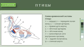 Филогенез кровеносной системы