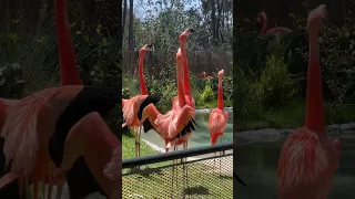 #flamingos are fun. #sandiegozoo