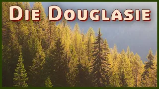 Was ist die Douglasie? einfach erklärt! (Pseudotsuga menziesii)