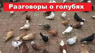 Повседневные заботы о голубях.