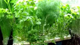 Final Update on indoor hydroponic kitchen herb garden.