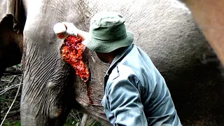 animals | Humanity! Wildlife guardians treated elephants suffering from maggot-infested Abscess.