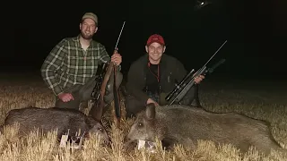 E147 Lov Divljih Svinja i Predatora sa čeke u Ašanji/Wild boar and predator hunt from in Ašanja