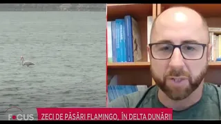 Sebastian Bugariu, reprezentant al Societatii Ornitologice Romane - Zeci de păsări flamingo în Deltă