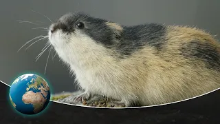 Lemming - The Little Giant Of The North