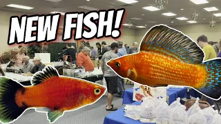 I Found Some Awesome Fish at my Local Fish Swap!