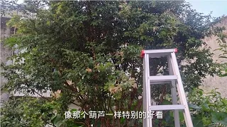 农村大叔花200块买梯子捉黄蜂，这蜂窝咋像葫芦，为啥这蜂睡着了