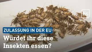 Insekten als Lebensmittel | hessenschau