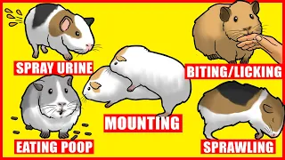 Guinea Pigs Body Language and Behaviors Explained