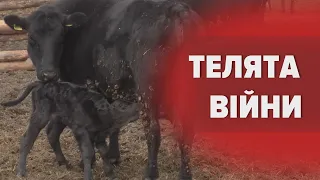 🐄Прогодувати 600 голів худоби: як фермери врятували корів від голоду з початком ВЕЛИКОЇ ВІЙНИ