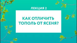 Как отличить тополь от ясеня