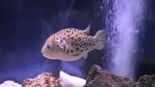 Puffer in 55 Gallon Tank