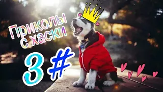 Приколы с хаски 3#. Милые и смешные хаски